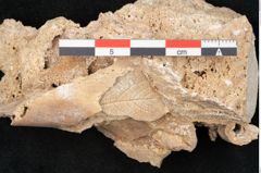 Foto (Detailansicht) von Fagus silvatica L. (NHMW-GEO-2024-0188-11363)